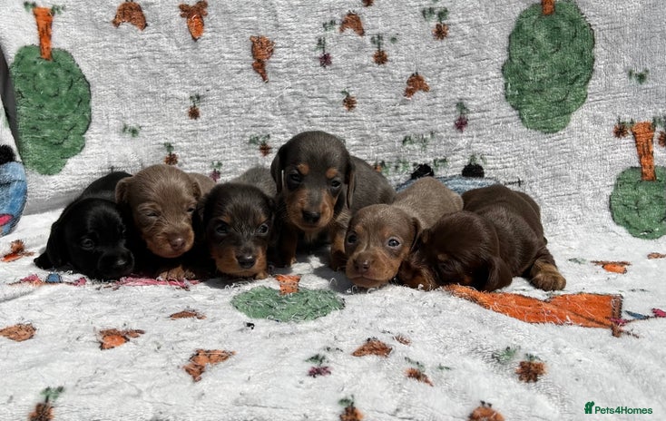 Miniature Dachshund dogs - Advert 3
