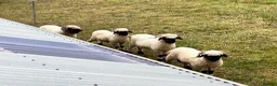 Sheep livestock for sale: Swiss Bred Valais Blacknose ewe Lamb - Advert 2