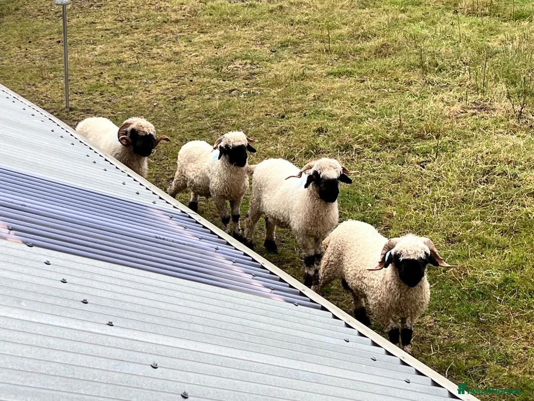 Sheep livestock for sale: Swiss Bred Valais Blacknose ewe Lamb - Advert 2