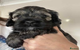 Mixed Breed dogs for sale: Three beautiful males looking for loving homes - Image 11