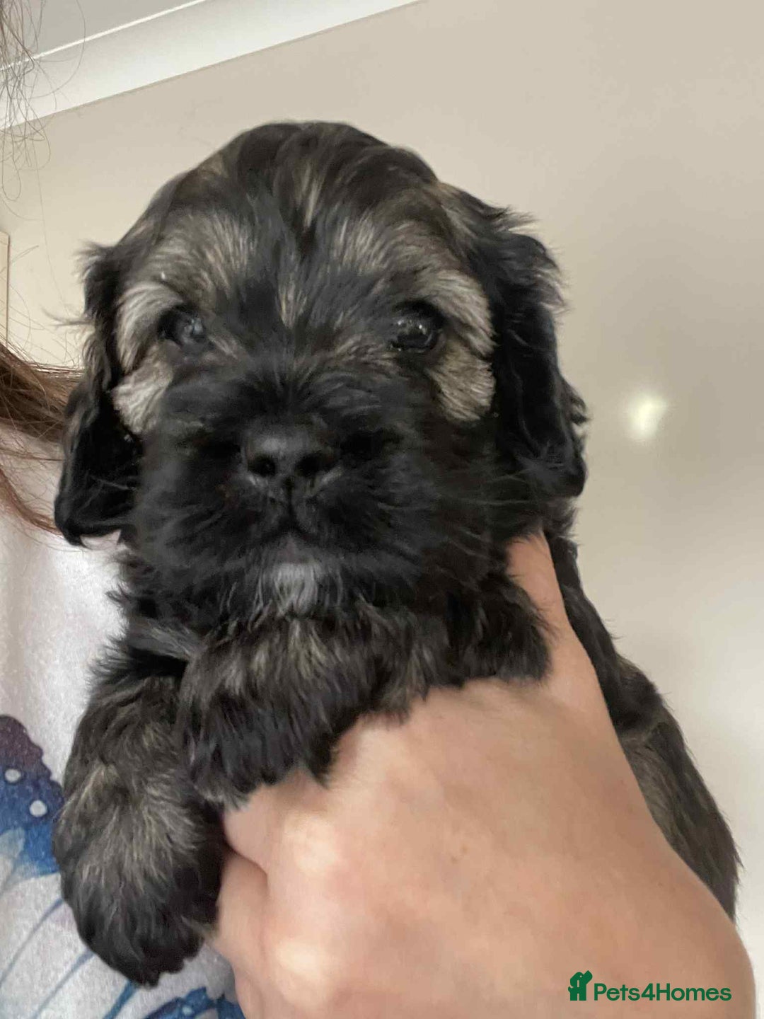 Mixed Breed dogs for sale: Three beautiful males looking for loving homes - Image 11