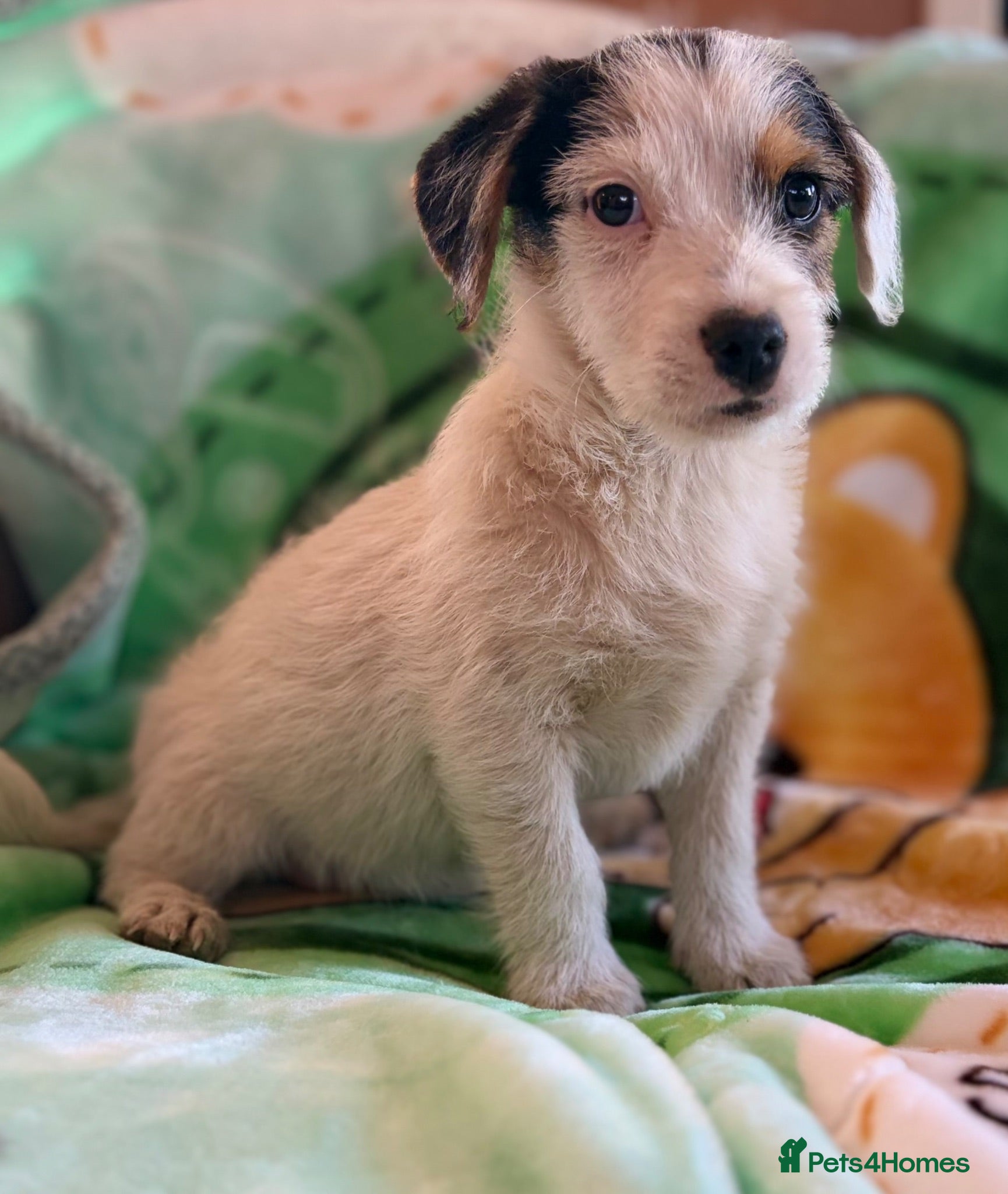 Jack Russell dogs Miniature jack Russle 1 boy still available  - Advert 1