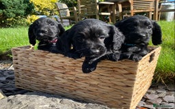 Cocker Spaniel dogs for sale: Cocker Spaniel Puppies - Image 1