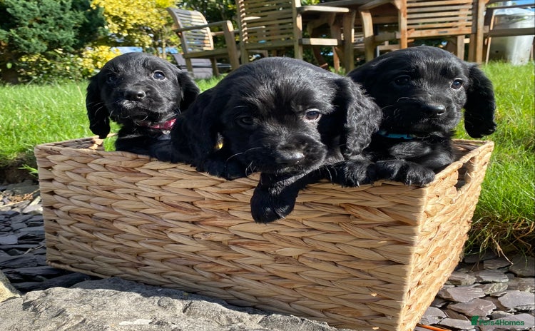 Cocker Spaniel dogs - Advert 2