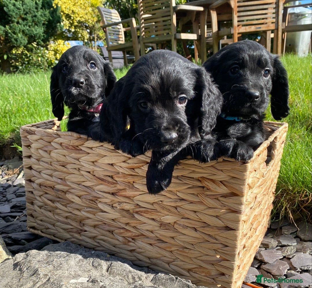 Cocker Spaniel dogs for sale: Cocker Spaniel Puppies - Image 1