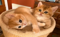 British Shorthair cats for sale: 3 Lovely Golden BSH males - Image 6