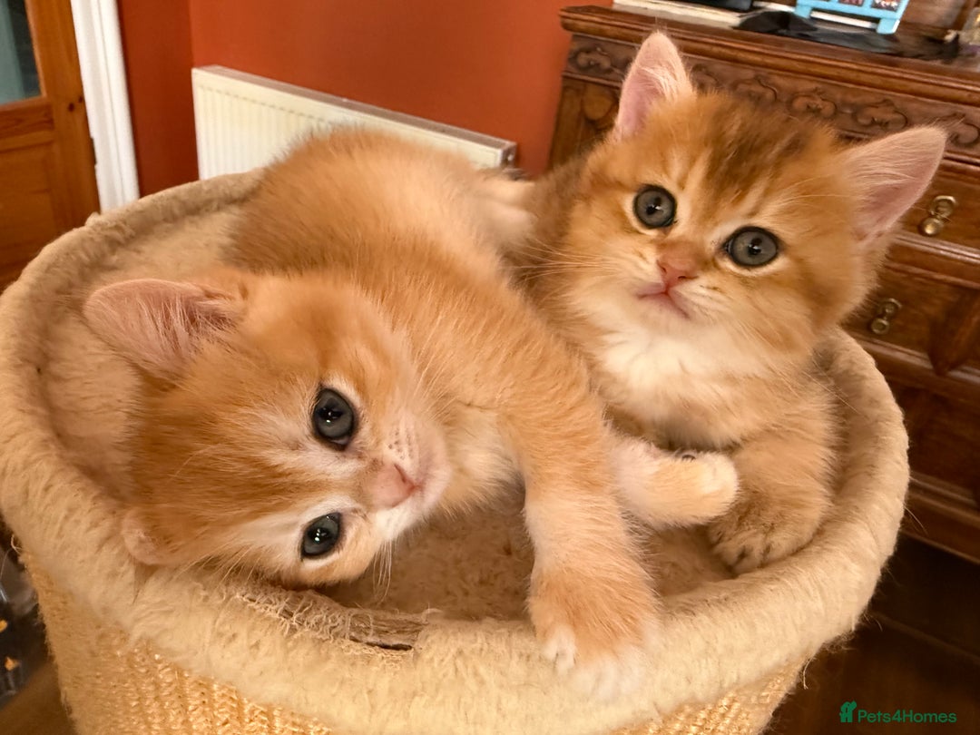 British Shorthair cats for sale: 3 Lovely Golden BSH males - Image 6