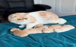 Exotic cats for sale: Superb GCCF Exotic kittens Health Tested parents - Image 17