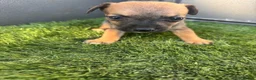 Mixed Breed dogs for sale: 9 beautiful border terriers x Lakeland terrier  - Advert 17