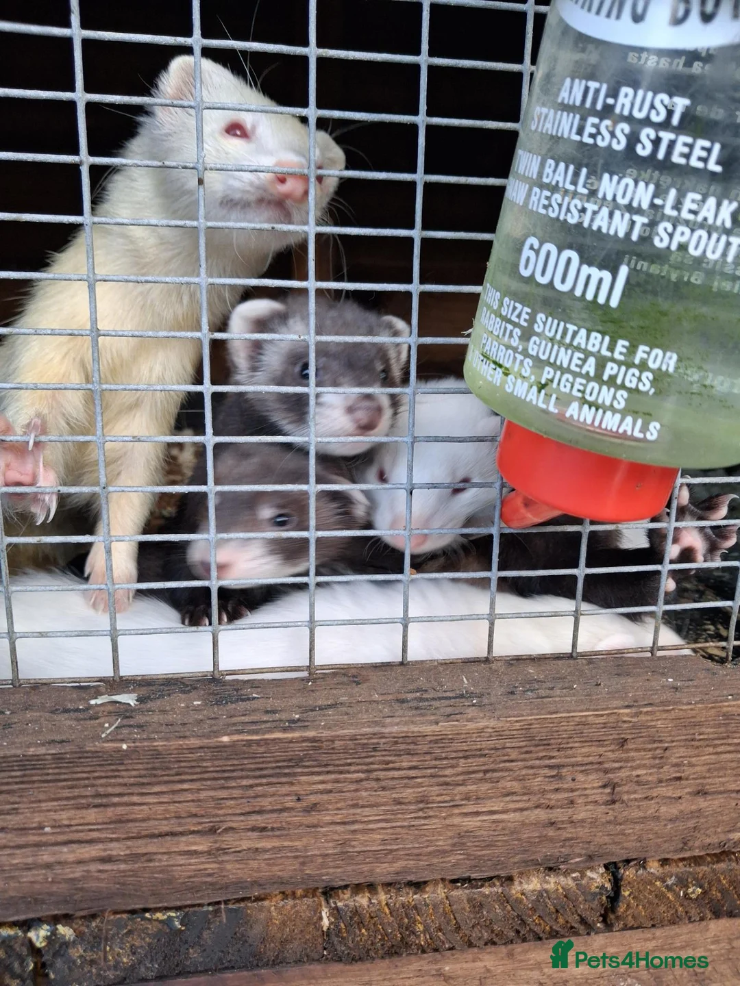 Ferret rodents for sale: Ferrets  - Advert 4