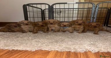 Labradoodle dogs - Advert 14