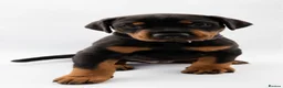 Dobermann dogs for sale: KC reg Dobie Pups | Two girls available - Advert 34