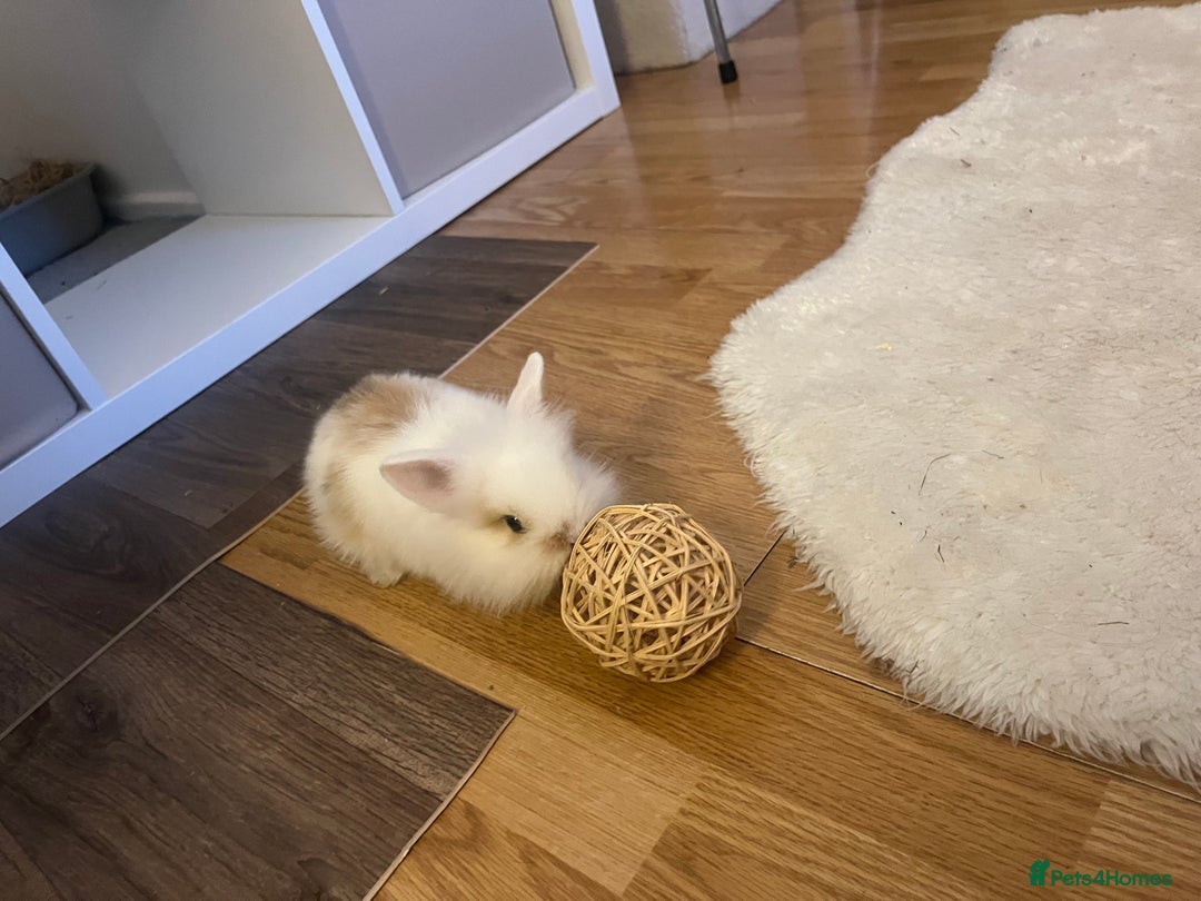 Lionhead rabbits for sale: Loving, cuddly rabbit for sale - Image 7
