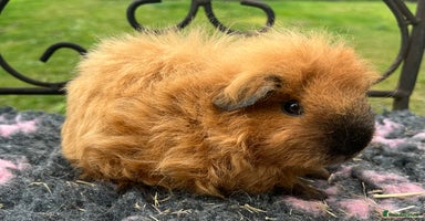 Guinea Pig rodents - Advert 6
