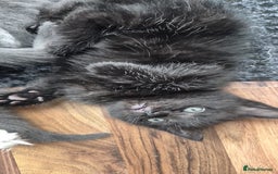 Ragdoll cats for sale: Randoll X Kittens - Image 4