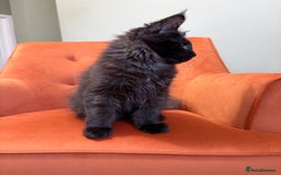 Maine Coon cats for sale: ✨Maine Coon Kittens Available - Champion Pedigree✨ - Image 9