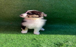Australian Shepherd dogs for sale: Australia shepherd Kc puppies  - Image 17