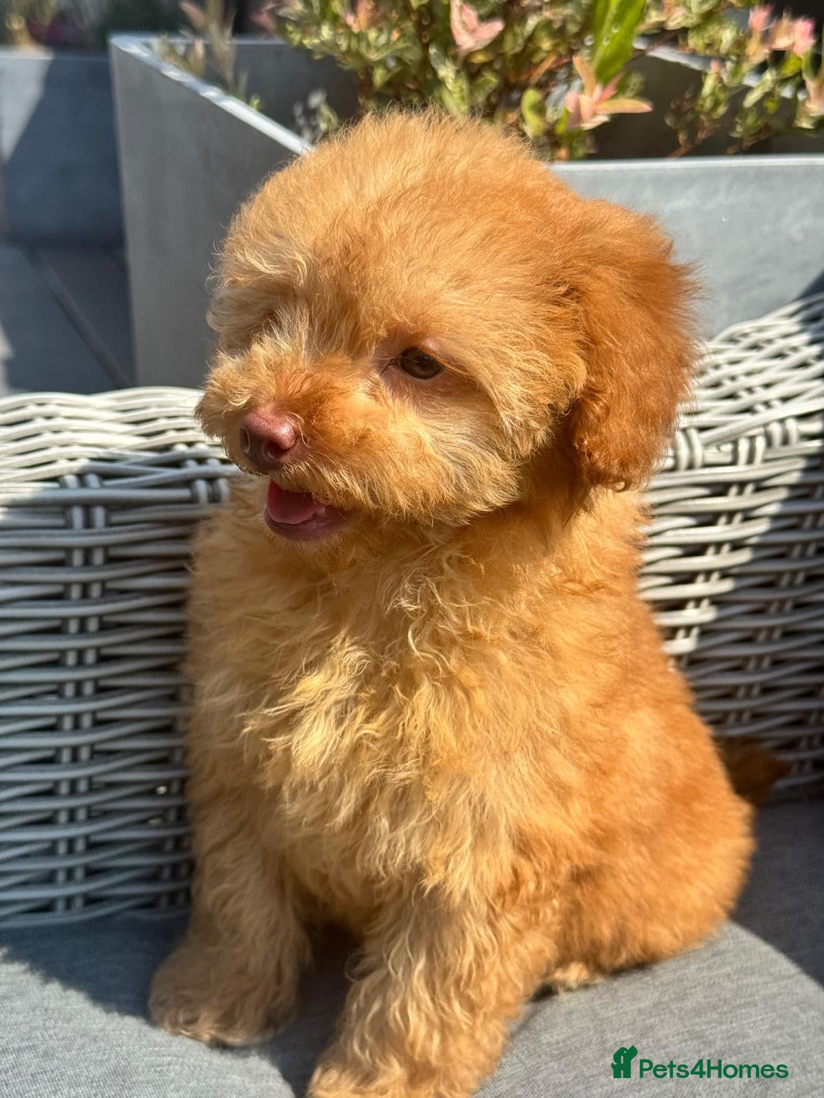 Toy Poodle dogs Last cream male toy poodle - REDUCED  - Advert 2