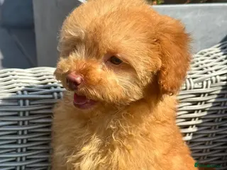 Toy Poodle dogs Last cream male toy poodle - REDUCED - Advert 2