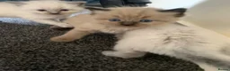 Ragdoll cats for sale: Ragdoll Kittens  - Advert 11