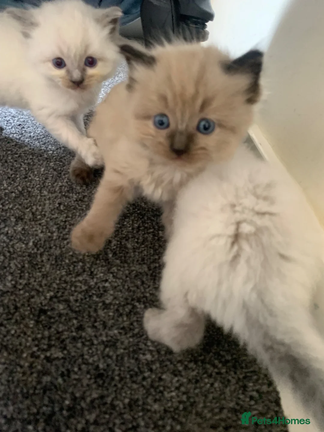 Ragdoll cats for sale: Ragdoll Kittens  - Advert 11