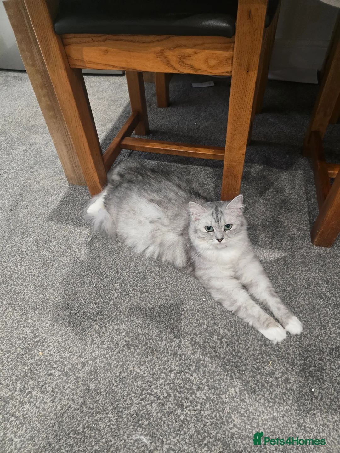Ragdoll cats for sale: Ragdoll /persian kittens  in Rotherham - Advert 1