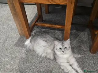 Ragdoll cats Ragdoll /persian kittens - Advert 1