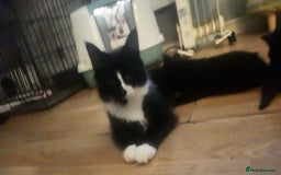 Mixed Breed cats for sale: 3 Beautiful Norwegian Forest X Kittens for sale. - Advert 2