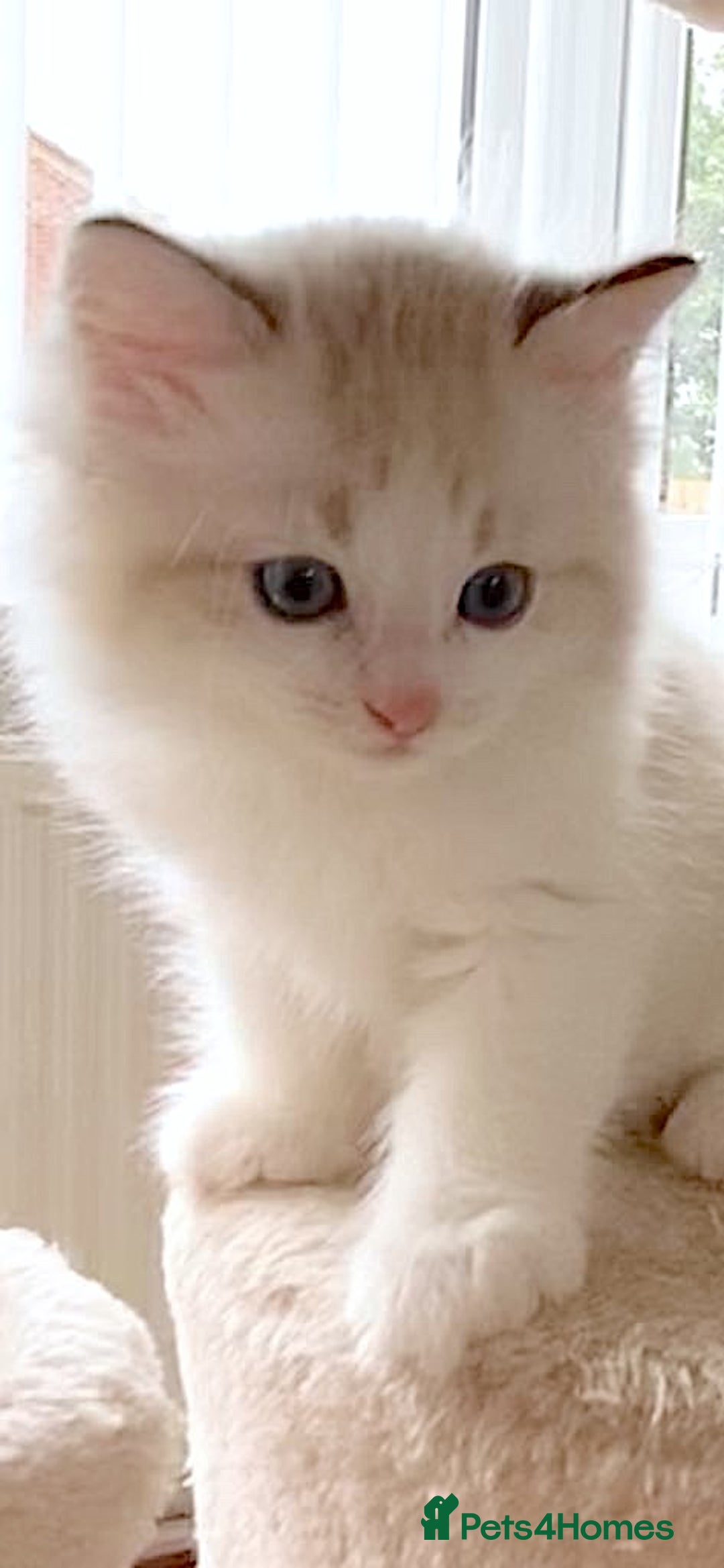 Ragdoll cats for sale: INDOOR TWO MALE GCCF REGISTERED RAGDOLL KITTENS - Image 31