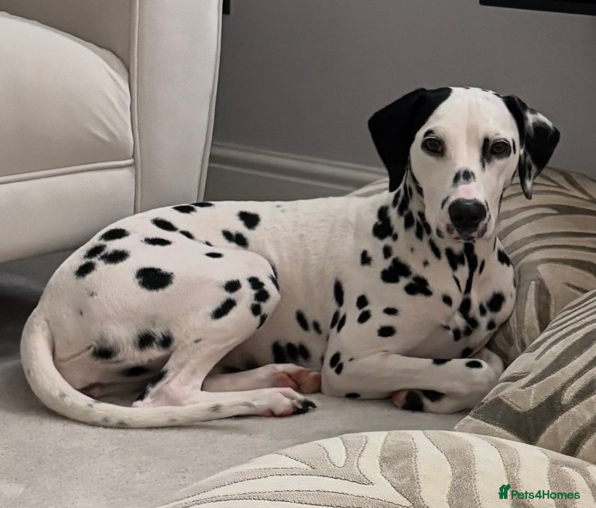 Dalmatian dogs 18 month old female Dalmatian  - Advert 3