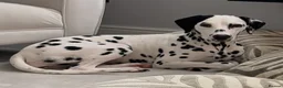 Dalmatian dogs for sale: 18 month old female Dalmatian  in Bridge of Weir - Advert 1