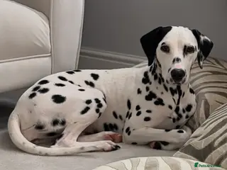 Dalmatian dogs 18 month old female Dalmatian - Advert 1