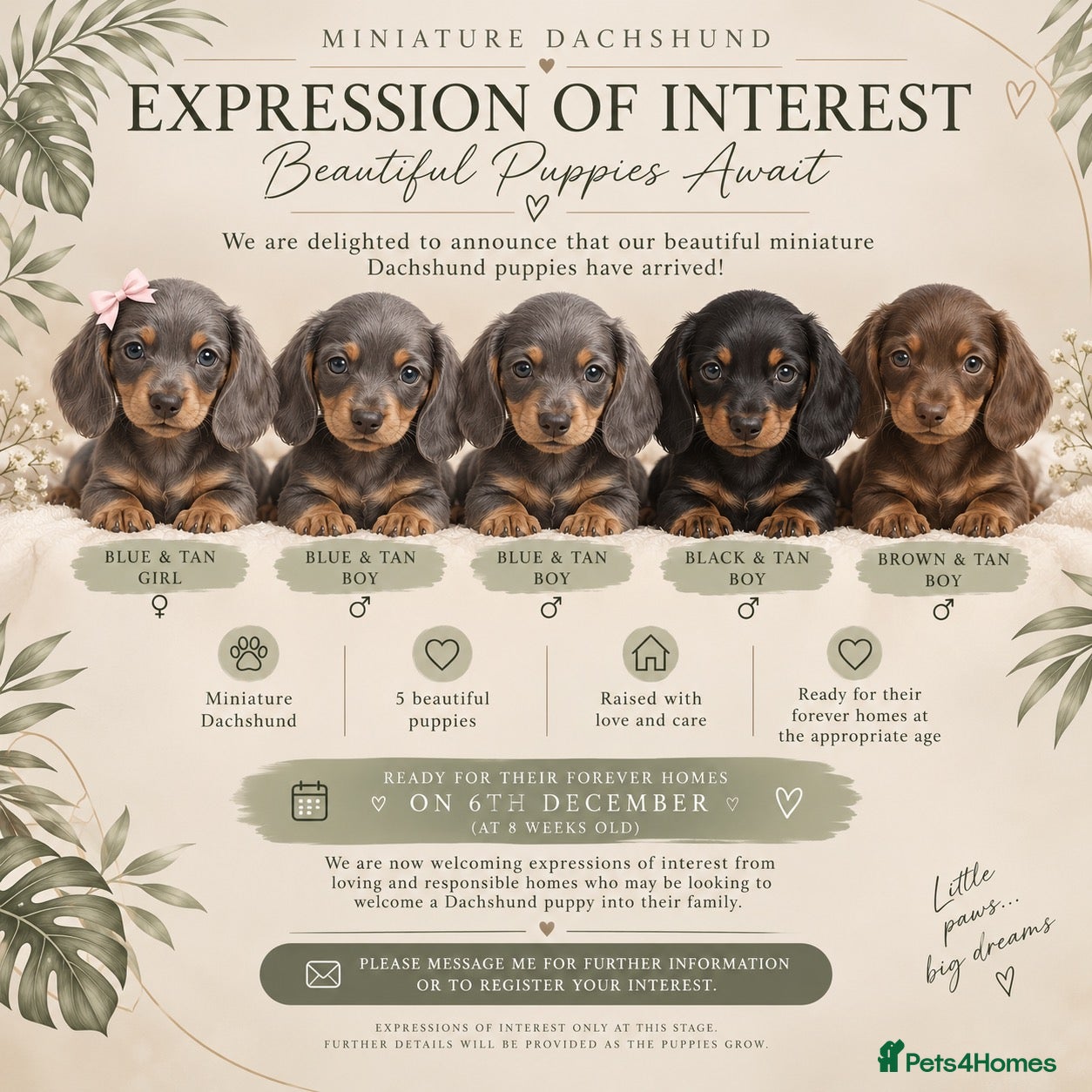 Miniature Dachshund dogs EXPRESSION OF INTEREST - MINIATURE DACHSHUND PUPS - Advert 1