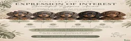 Miniature Dachshund dogs for sale: EXPRESSION OF INTEREST - MINIATURE DACHSHUND PUPS - Advert 1