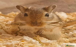 Gerbil rodents for sale: Nibbles & Boo – Two Homes, Double the Love - Image 3
