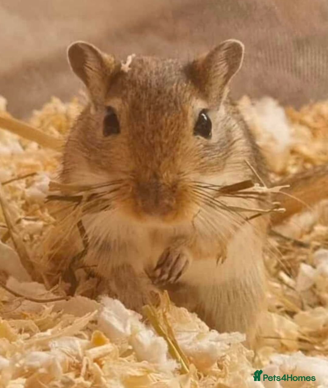 Gerbil rodents for sale: Nibbles & Boo – Two Homes, Double the Love - Image 3