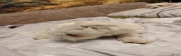 Maltese dogs for sale: New warm home's  in Plymouth - Advert 34