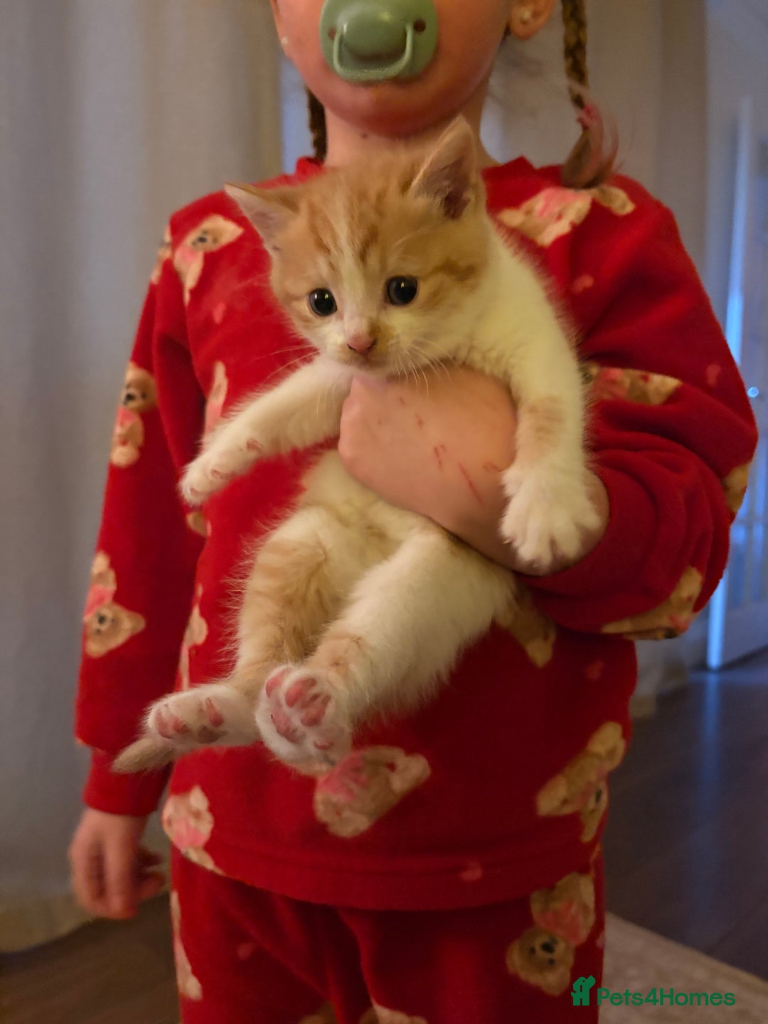 British Shorthair cats for sale: Beautiful kittens 3 girls 1 boy  - Advert 3