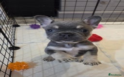 French Bulldog dogs for sale: 3x beautiful girl french bulldog puppies  - Advert 2