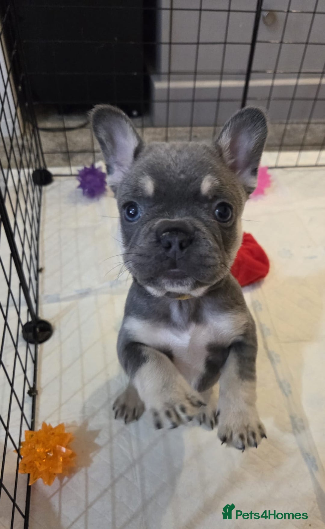 French Bulldog dogs for sale: 3x beautiful girl french bulldog puppies  - Advert 2