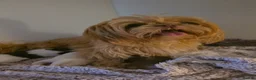 Shih Tzu dogs for sale: KC Registered Imperial Shih Tzus in Motherwell - Advert 2