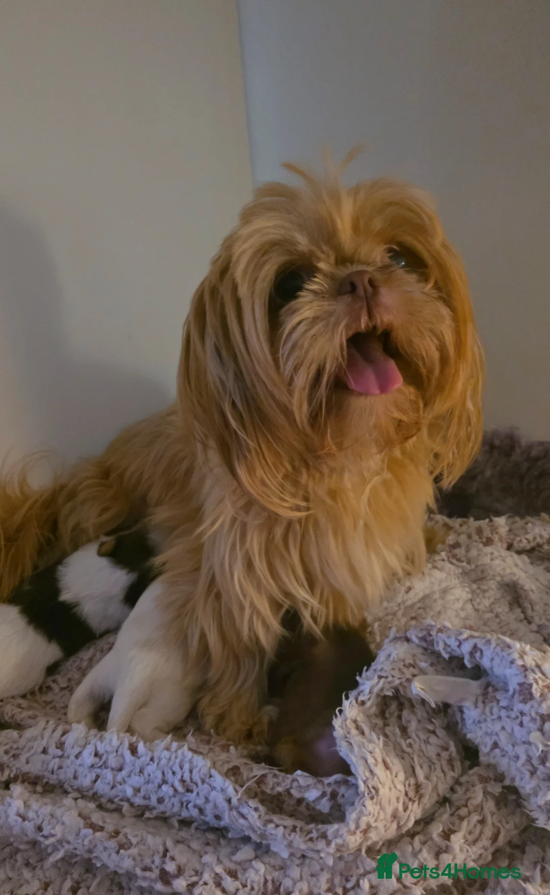 Shih Tzu dogs for sale: KC Registered Imperial Shih Tzus in Motherwell - Advert 2