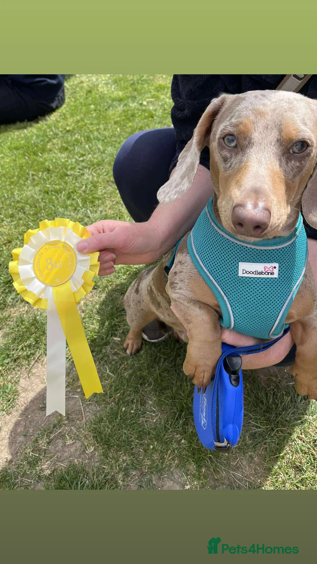 Miniature Dachshund dogs for stud: Isabella Dapple STUD carrying CREAM in Cambridge - Advert 5