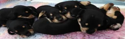 Mixed Breed dogs for sale: Adorable F1 Schnoxie puppies - Advert 14