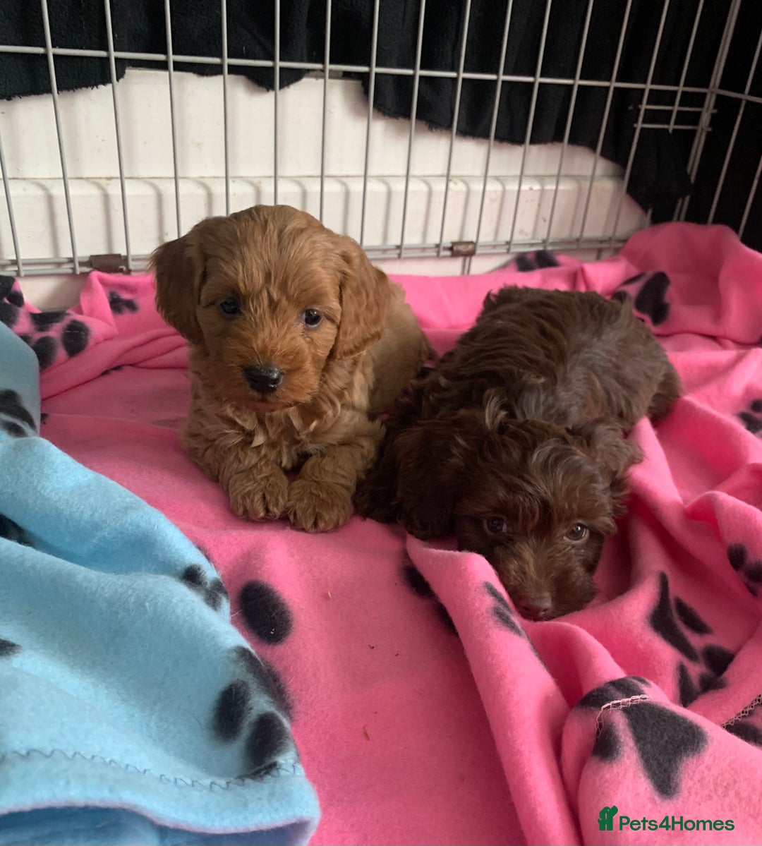 Cockapoo dogs for sale: Cockapoo puppies ready now - Image 9