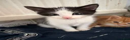 Domestic Shorthair cats for sale: 1 beautiful white and black kitten - Advert 9