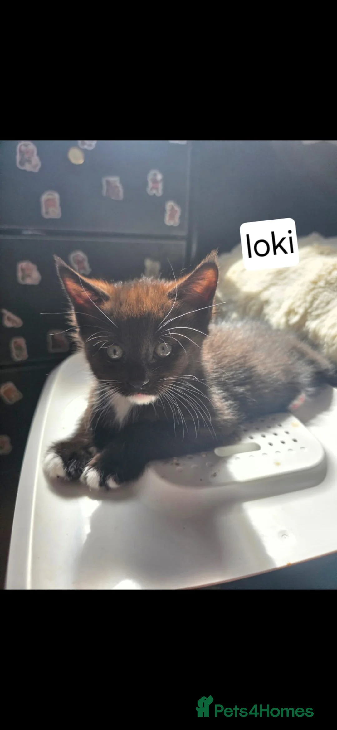 Mixed Breed cats for sale: Half Maine coon kittens  - Advert 1