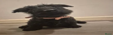 Scottish Terrier last girl available 