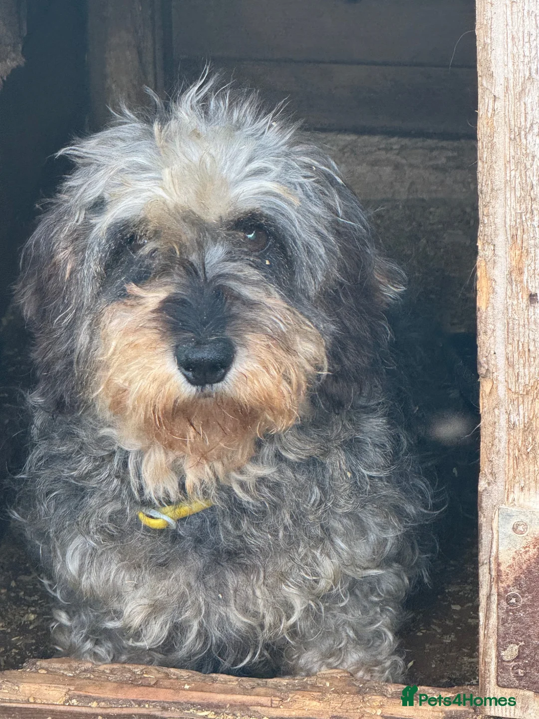 Jackshund dogs for sale: Wire haired dashchund x Jack Russell puppies ❤️  - Advert 1