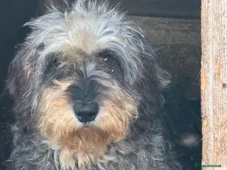 Jackshund dogs Wire haired dashchund x Jack Russell puppies ❤️ - Advert 6